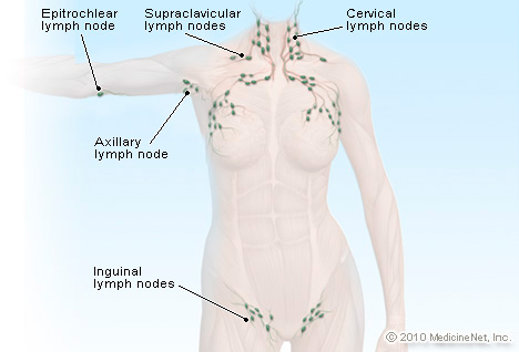 surface-lymphatics.jpg
