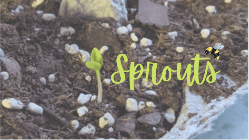Sprouts